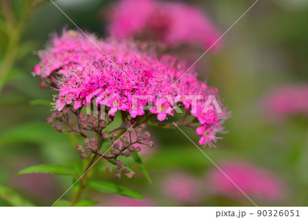 ピンクのシモツケの花 ピンクのシモツケの花 90326051