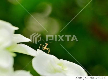 花に止まっているカマキリの子供 花に止まっているカマキリの子供 90326053
