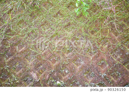 マメヅタに覆われた壁 マメヅタに覆われた壁 90326150