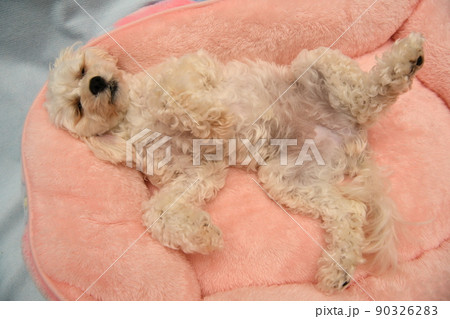 可愛い寝相のマルプー 90326283