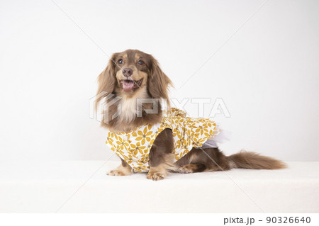 白バックと洋服を着て微笑むミニチュアダックス 90326640