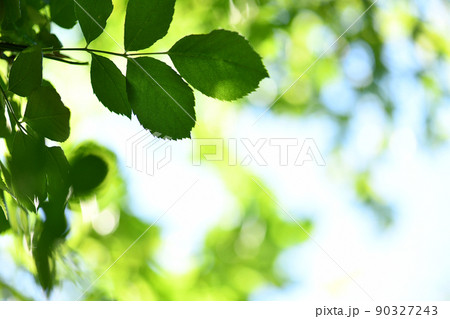 a beautiful background leaf garden 90327243