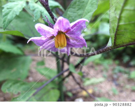 ナスの花　茄子　なす　家庭菜園　花 90328882