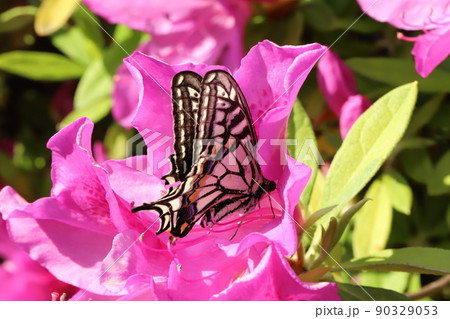 春の日本の公園に咲くピンク色のツツジの花の蜜を吸うナミアゲハ 90329053
