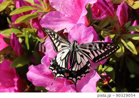 春の日本の公園に咲くピンク色のツツジの花の蜜を吸うナミアゲハ 90329054