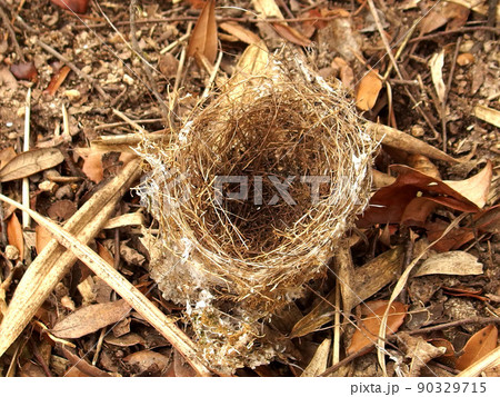鳥の巣 野鳥の巣 巣 枯葉 枯草 羽毛 鳥の巣 野鳥の巣 巣 枯葉 枯草 羽毛 90329715