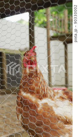 Vertical image of chicken seen through fence in enclosure in farm 90330002