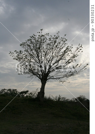 Big tree and gray cloudy sky. 90330231