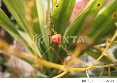 A ripe fruit of Dracaena Loureini Gagnep branch. 90330234