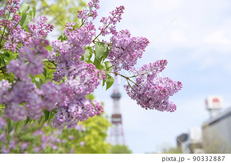札幌大通公園のライラック(+テレビ塔) 札幌大通公園のライラック(+テレビ塔) 90332887