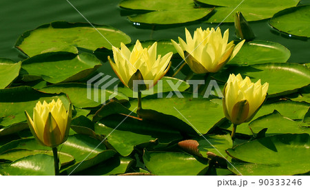 スイレン(water lily) スイレン(water lily) 90333246