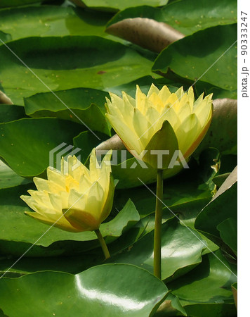 スイレン(water lily) スイレン(water lily) 90333247