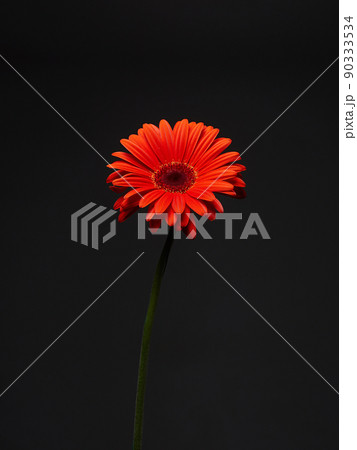 Red flower in Dark. Beautiful gerbera Flower still life Red flower in Dark. Beautiful gerbera Flower still life 90333534