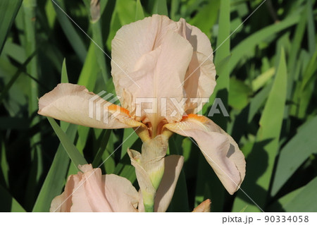 春の日本の公園に咲く薄茶色のジャーマンアイリスの花 春の日本の公園に咲く薄茶色のジャーマンアイリスの花 90334058
