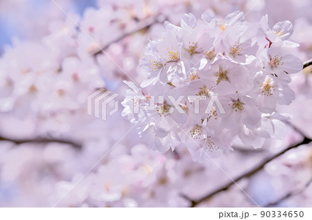 桜の開花イメージ 桜の開花イメージ 90334650