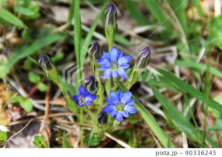 小さなハルリンドウの花 小さなハルリンドウの花 90336245