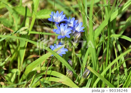 小さなハルリンドウの花 小さなハルリンドウの花 90336246