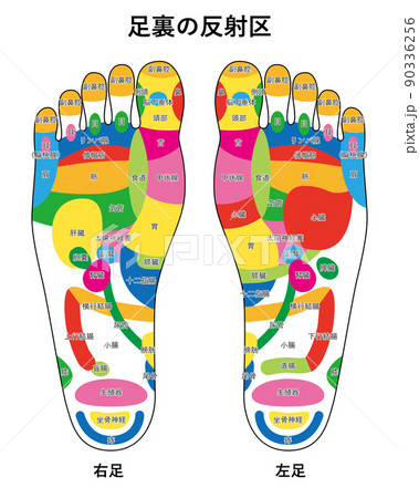 足裏の反射区イラスト01 90336256