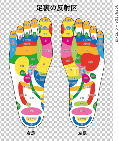 Reflex zone illustration of the sole of the foot 01 Reflex zone illustration of the sole of the foot 01 90336256