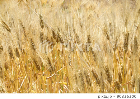 自然　植物　オオムギ、五月下旬。初夏の頃茶色く色づくのでこの頃を麦の秋、『麦秋』と言います 90336300