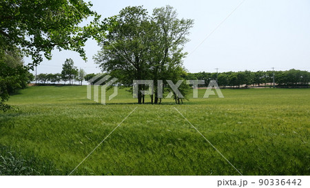 麦畑 大麦 高敞 90336442