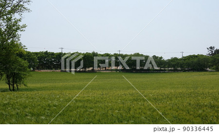 高敞 青麦畑 麦畑 90336445