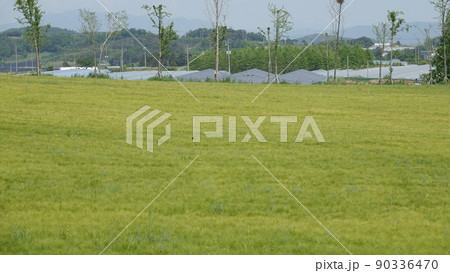 高敞 青麦畑 麦畑 90336470
