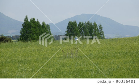 麦畑 大麦 高敞 90336481