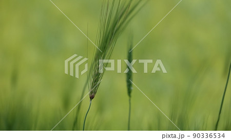 大麦 高敞 青麦畑 90336534