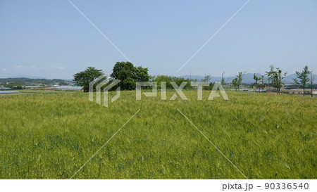 高敞 青麦畑 麦畑 90336540