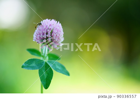 春の野の花・アカツメクサのマクロレンズ撮影 春の野の花・アカツメクサのマクロレンズ撮影 90336557