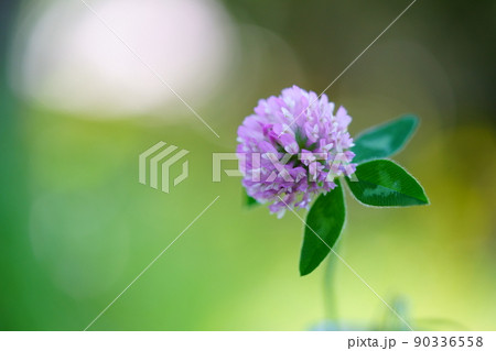 春の野の花・アカツメクサのマクロレンズ撮影 90336558