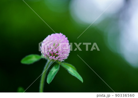 春の野の花・アカツメクサのマクロレンズ撮影 90336560