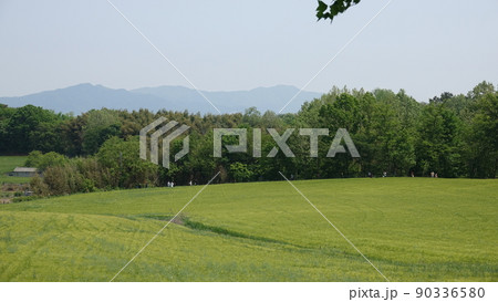 高敞 青麦畑 麦畑 90336580