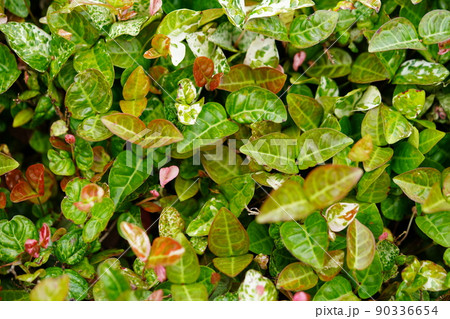 ハツユキカズラのグラウンドカバー 90336654