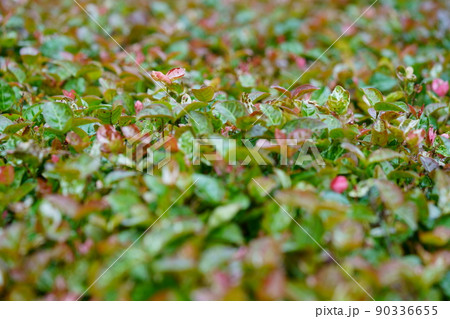 ハツユキカズラのグラウンドカバー 90336655