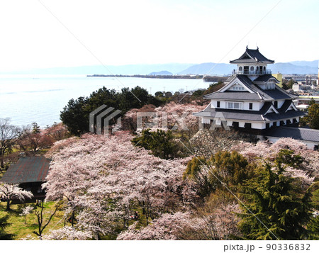 満開の桜に囲まれた豊公園の長浜城 90336832