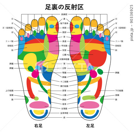 足裏の反射区イラスト02のイラスト素材 [90336925] - PIXTA