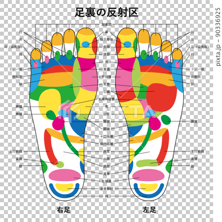 Reflex zone illustration of the sole of the foot 02 Reflex zone illustration of the sole of the foot 02 90336925