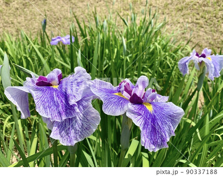 満開の花菖蒲［東公園花菖蒲園/愛知県岡崎市］ 90337188