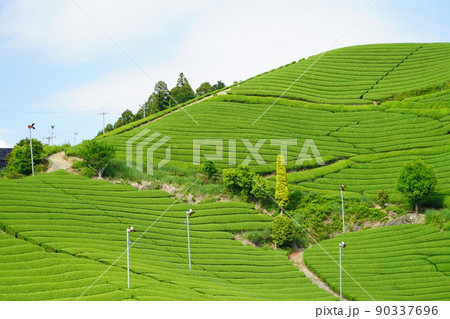京都府景観資産・和束町石寺地区・新緑の茶畑 90337696