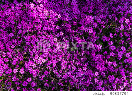 Tufted phlox (Phlox douglasii) 'Crackerjack' blooms in the plant nursery in early June. 90337794