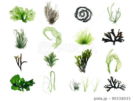 海藻　藻類　緑藻　褐藻　セット 90338035