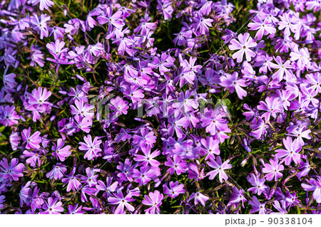 Tufted phlox (Phlox douglasii) 'Crackerjack' blooms in the plant nursery in early June. 90338104
