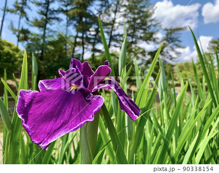 花菖蒲［東公園花菖蒲園/愛知県岡崎市］ 90338154