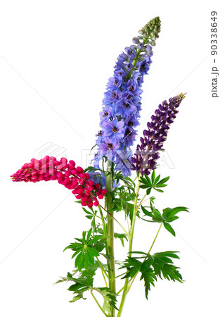 Bouquet of colorful lupinus and delphinium flowers, isolated on white background. Bouquet of colorful lupinus and delphinium flowers, isolated on white background. 90338649