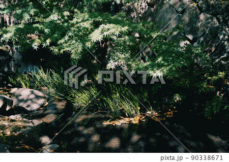 木漏れ日の小川 90338671