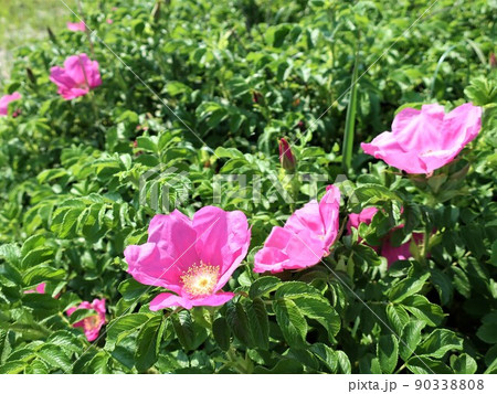 砂浜に咲くハマナスの花 90338808