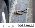 民家の駐車場に現れたシマヘビ 90339088