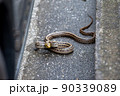 民家の駐車場に現れたシマヘビ 90339089